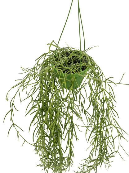 הויה לניאריס ענקית עציץ קוטר 14 ס״מ - רוטין (ירוק במרפסת לשעבר)