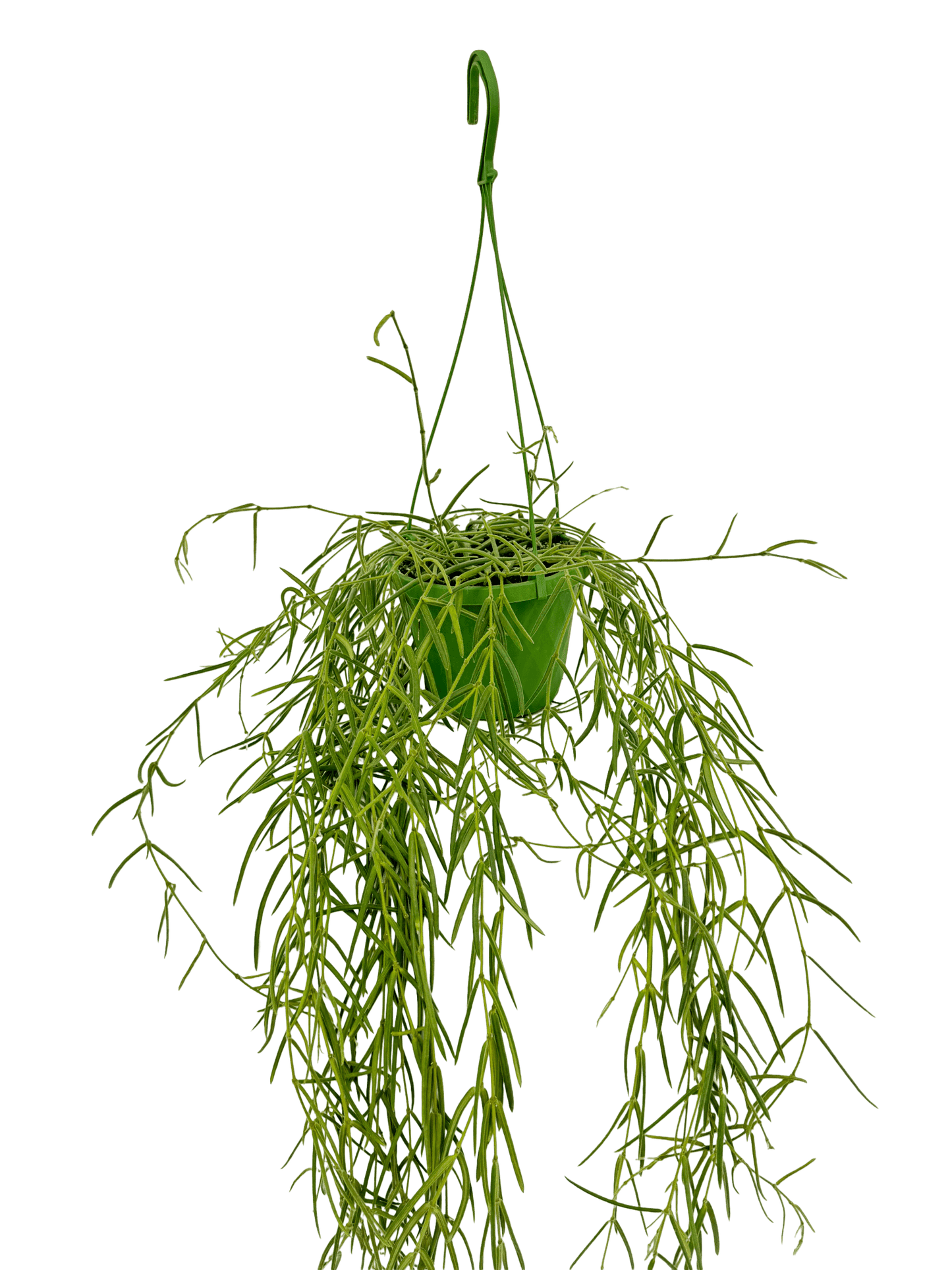 הויה לניאריס ענקית עציץ קוטר 14 ס״מ - רוטין (ירוק במרפסת לשעבר)