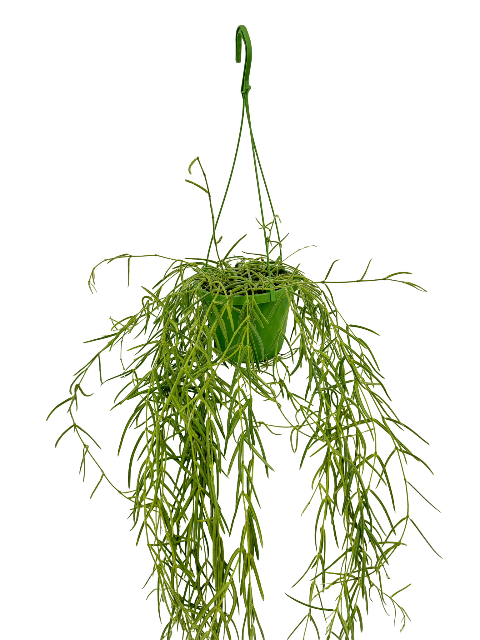 הויה לניאריס ענקית עציץ קוטר 14 ס״מ - רוטין (ירוק במרפסת לשעבר)