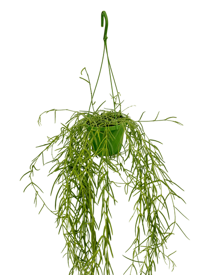 הויה לניאריס ענקית עציץ קוטר 14 ס״מ - רוטין (ירוק במרפסת לשעבר)