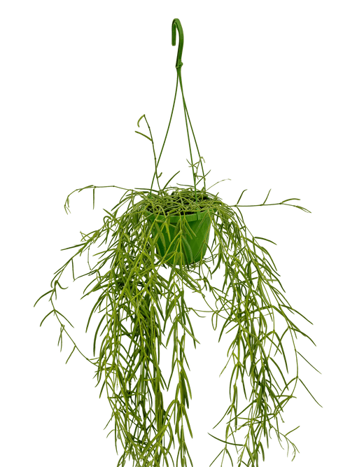 הויה לניאריס ענקית עציץ קוטר 14 ס״מ - רוטין (ירוק במרפסת לשעבר)