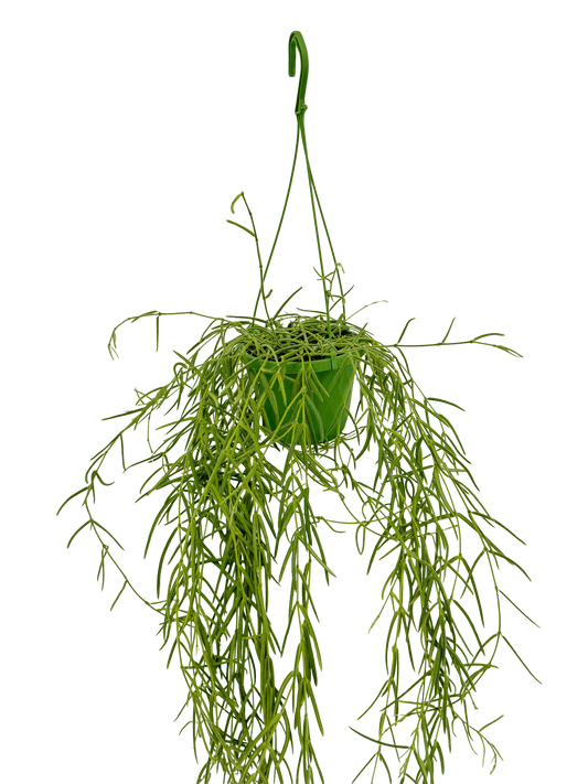 הויה לניאריס ענקית עציץ קוטר 14 ס״מ - רוטין (ירוק במרפסת לשעבר)