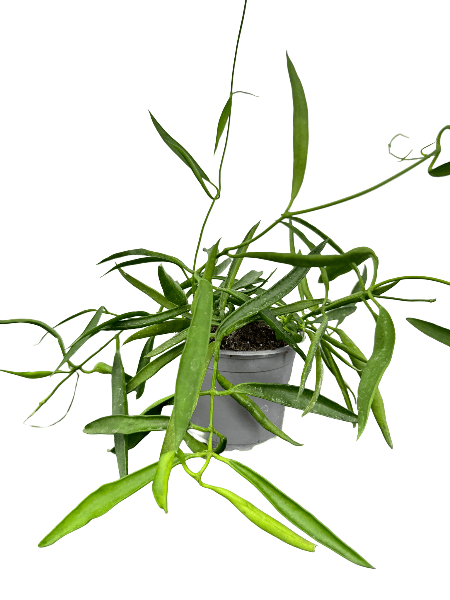 הויה לונגיפוליה קוטר 9 - רוטין (ירוק במרפסת לשעבר)