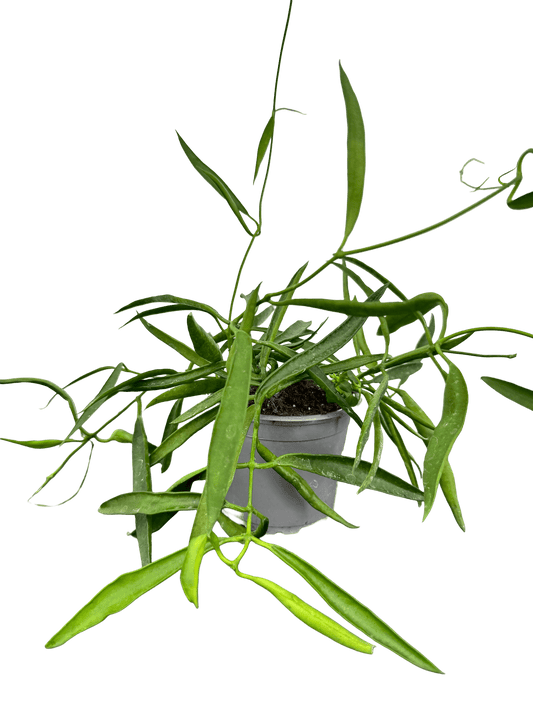 הויה לונגיפוליה קוטר 9 - רוטין (ירוק במרפסת לשעבר)