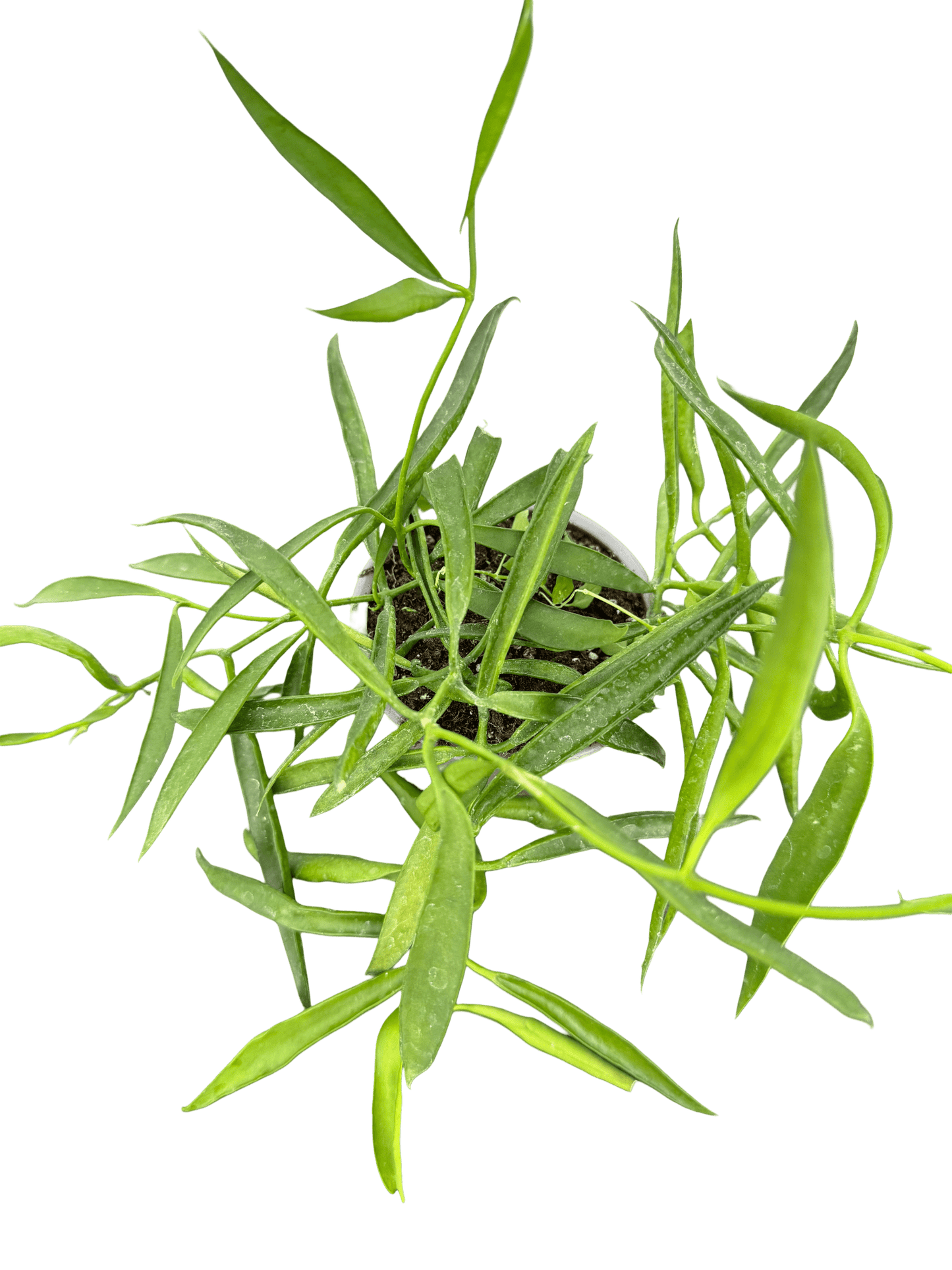 הויה לונגיפוליה קוטר 9 - רוטין (ירוק במרפסת לשעבר)