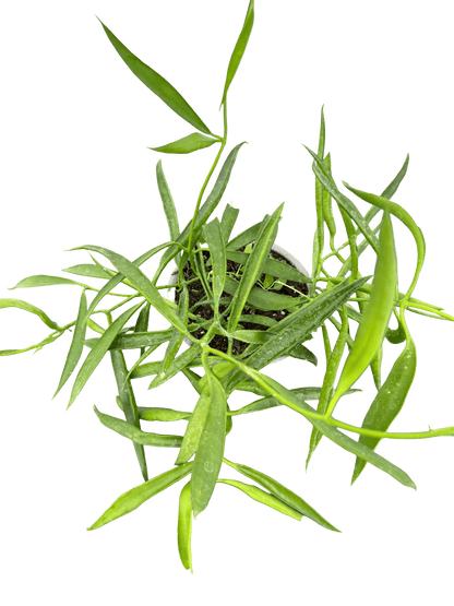 הויה לונגיפוליה קוטר 9 - רוטין (ירוק במרפסת לשעבר)