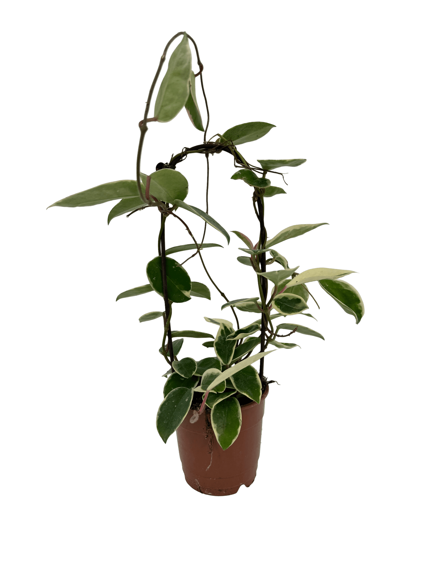 הויה מגוונת על קשת עציץ קוטר 12 ס״מ - רוטין (ירוק במרפסת לשעבר)