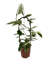 עציץ מגדלים (חינם)