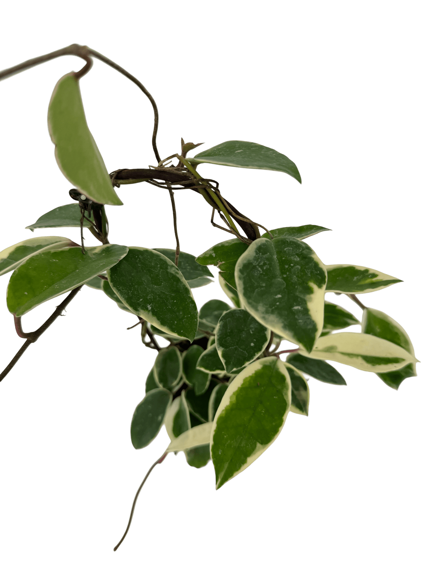 הויה מגוונת על קשת עציץ קוטר 12 ס״מ - רוטין (ירוק במרפסת לשעבר)