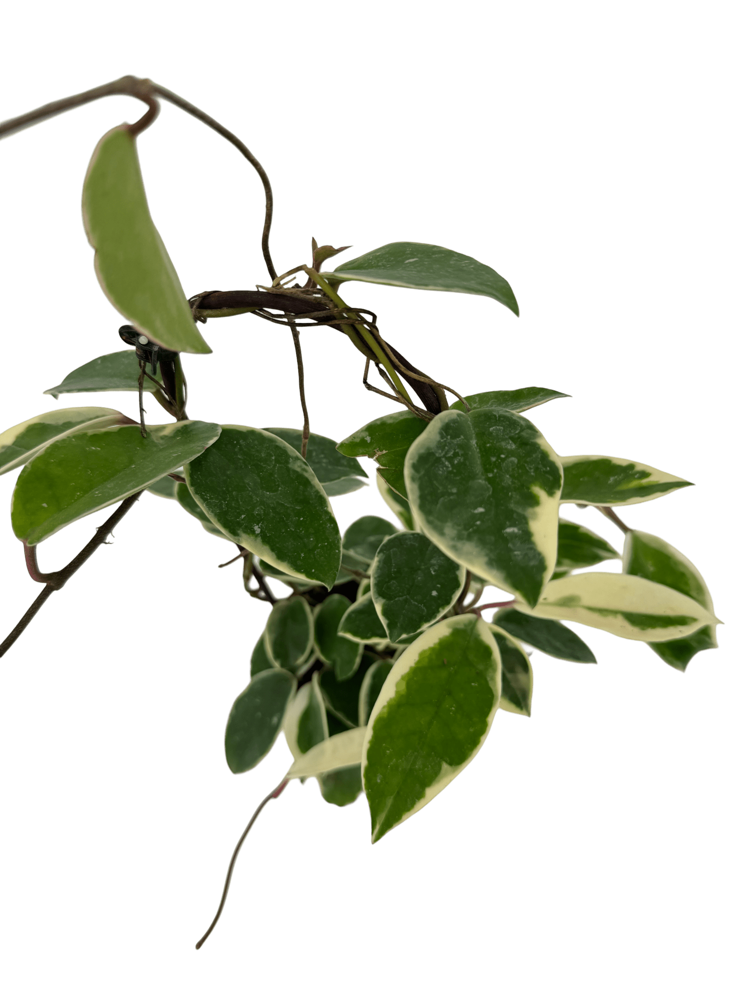 הויה מגוונת על קשת עציץ קוטר 12 ס״מ - רוטין (ירוק במרפסת לשעבר)