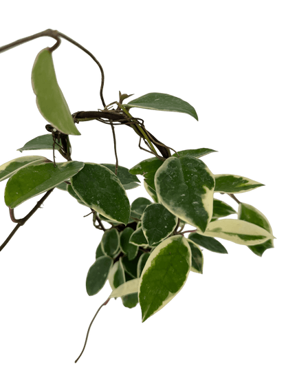 הויה מגוונת על קשת עציץ קוטר 12 ס״מ - רוטין (ירוק במרפסת לשעבר)