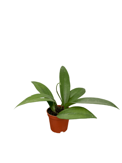 הויה רינדו רפלאשי קוטר 5 - רוטין (ירוק במרפסת לשעבר)