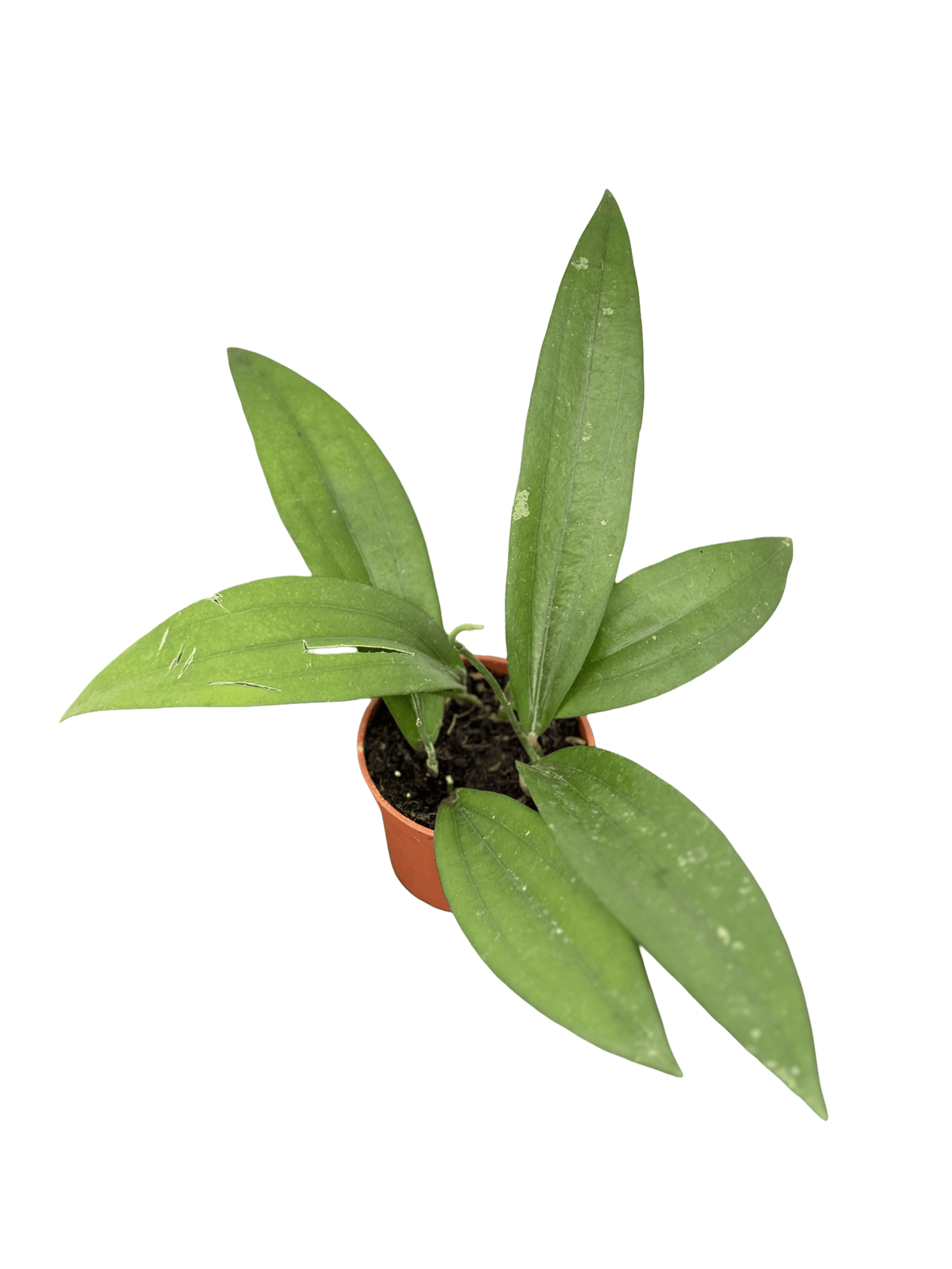 הויה רינדו רפלאשי קוטר 5 - רוטין (ירוק במרפסת לשעבר)