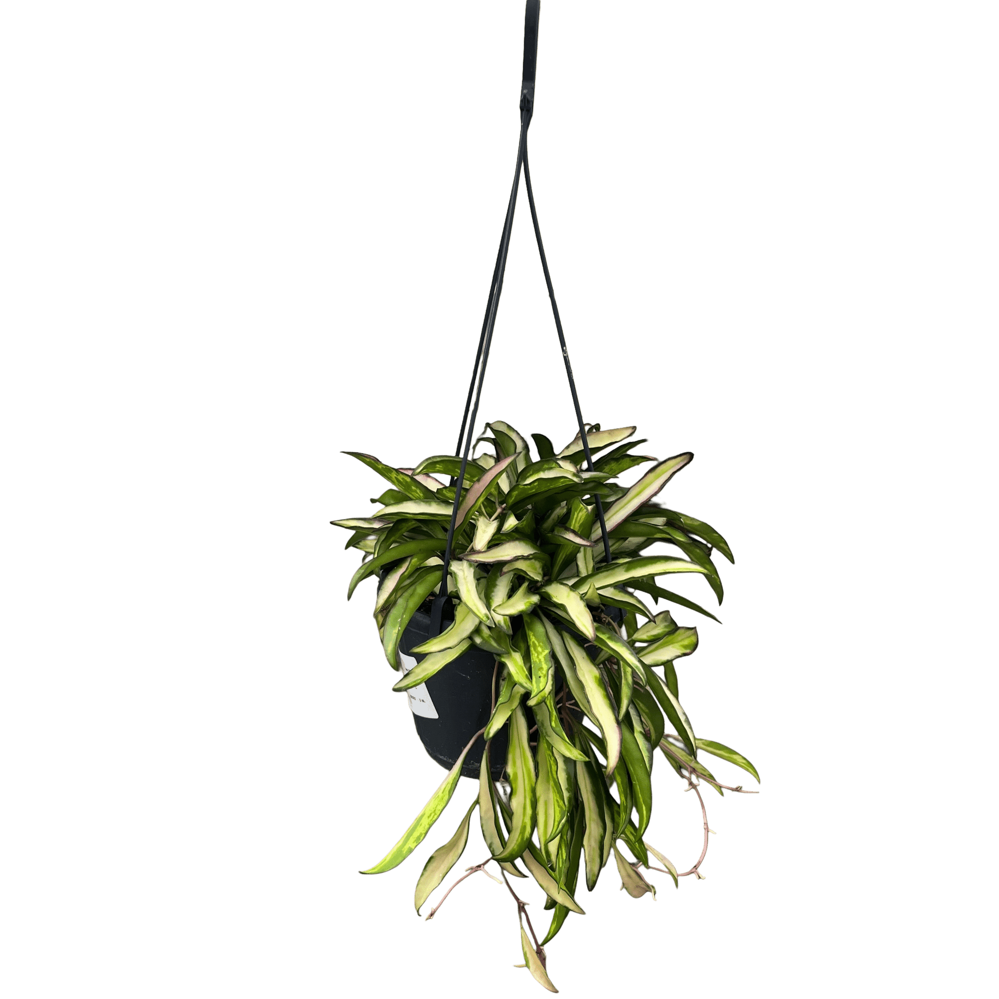 הויה וויטי מגוונת - רוטין (ירוק במרפסת לשעבר)