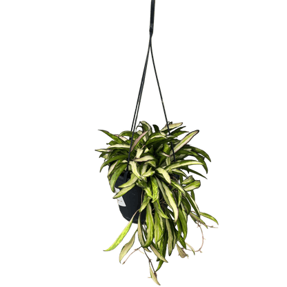 הויה וויטי מגוונת - רוטין (ירוק במרפסת לשעבר)