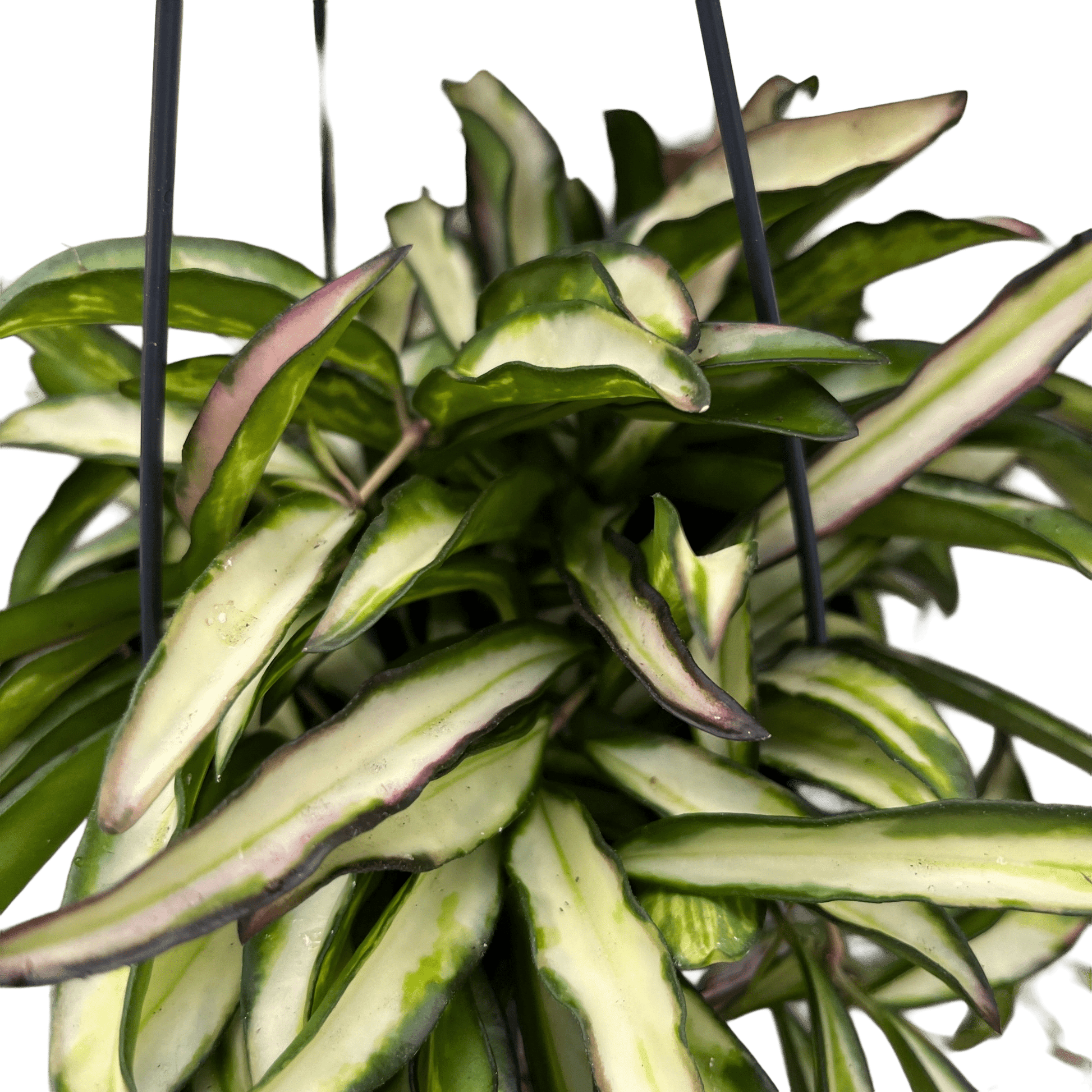 הויה וויטי מגוונת - רוטין (ירוק במרפסת לשעבר)