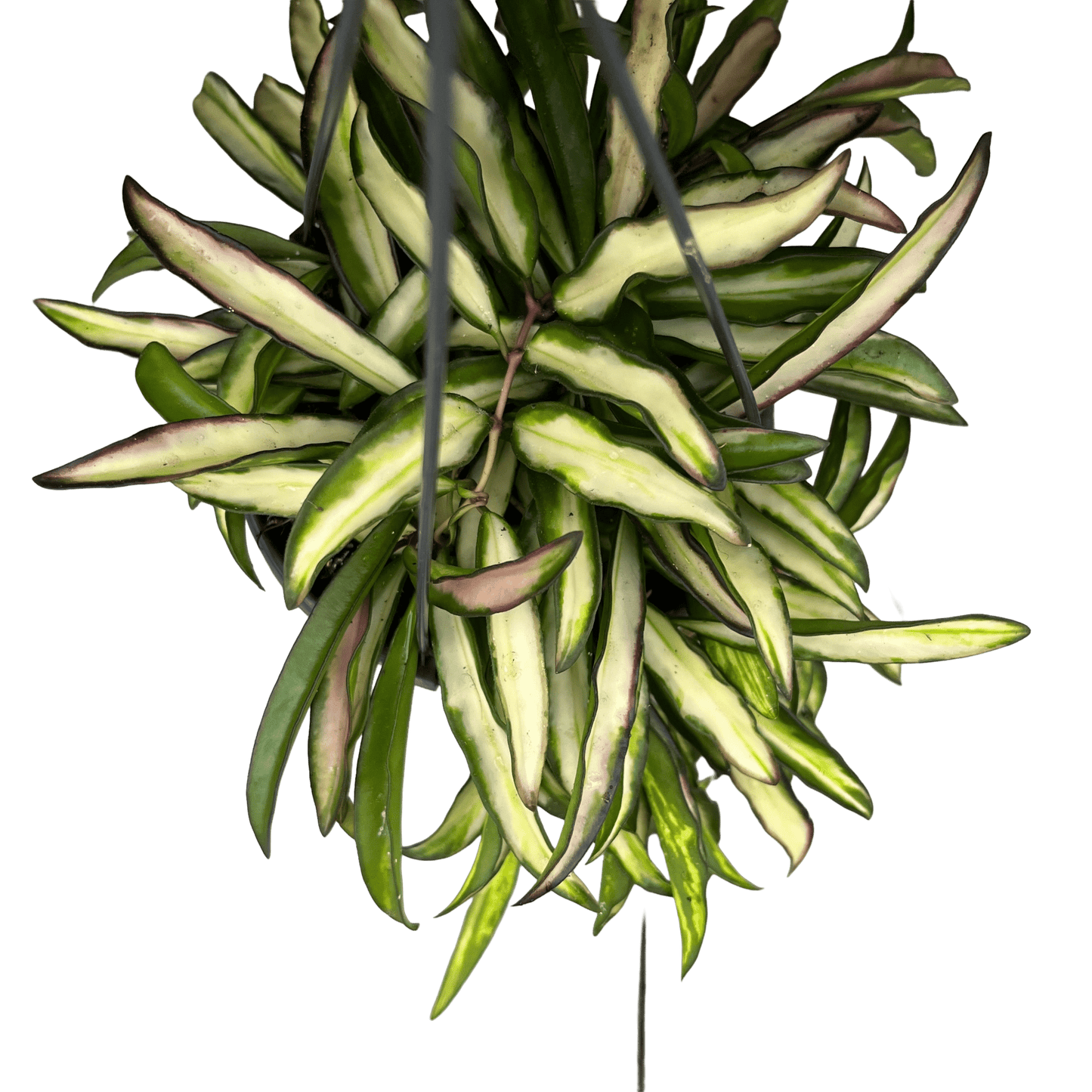 הויה וויטי מגוונת - רוטין (ירוק במרפסת לשעבר)