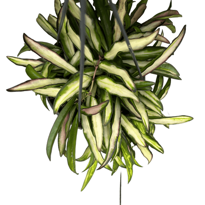 הויה וויטי מגוונת - רוטין (ירוק במרפסת לשעבר)