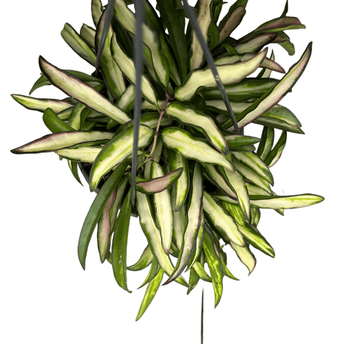 הויה וויטי מגוונת - רוטין (ירוק במרפסת לשעבר)