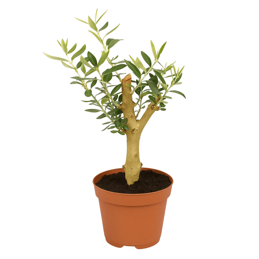 עציץ זית קוטר 12 ס"מ (רב שנתי לבית ולגינה) - רוטין (ירוק במרפסת לשעבר)