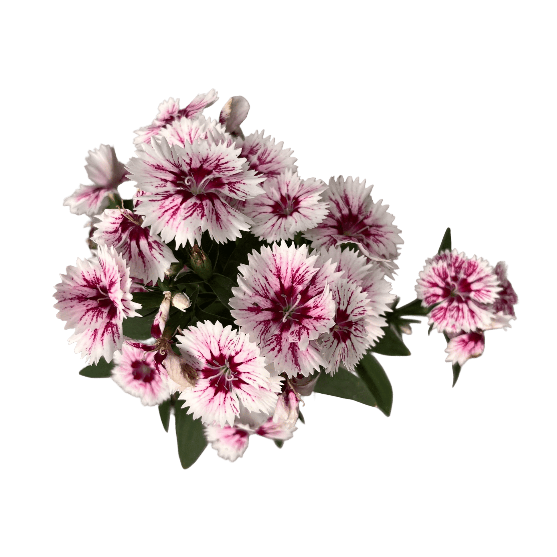 ציפורן רב שנתי - רוטין (ירוק במרפסת לשעבר)