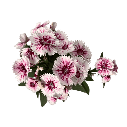 ציפורן רב שנתי - רוטין (ירוק במרפסת לשעבר)