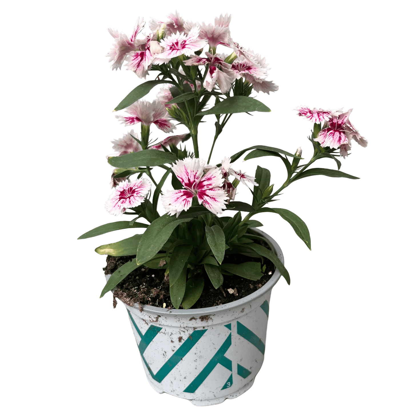 ציפורן רב שנתי - רוטין (ירוק במרפסת לשעבר)