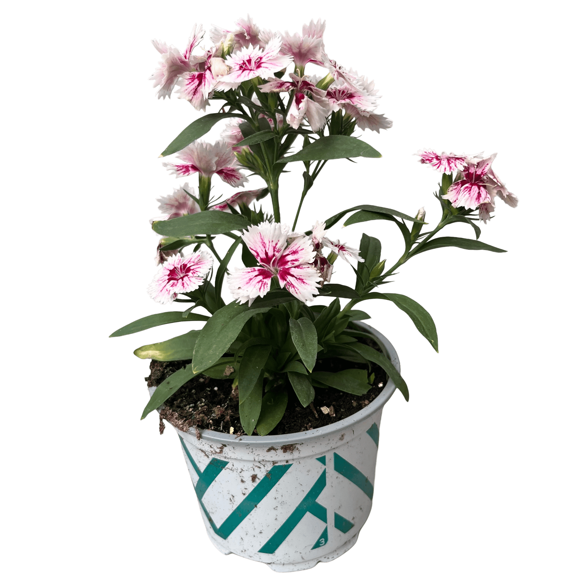 ציפורן רב שנתי - רוטין (ירוק במרפסת לשעבר)