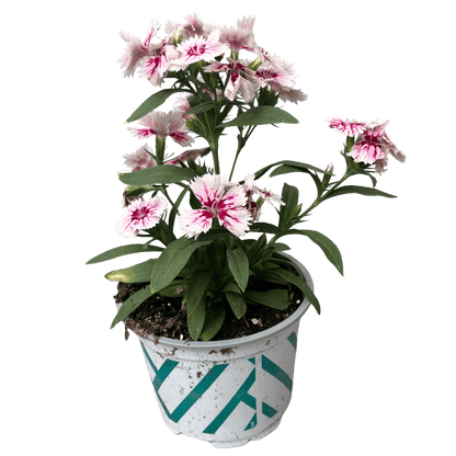 ציפורן רב שנתי - רוטין (ירוק במרפסת לשעבר)