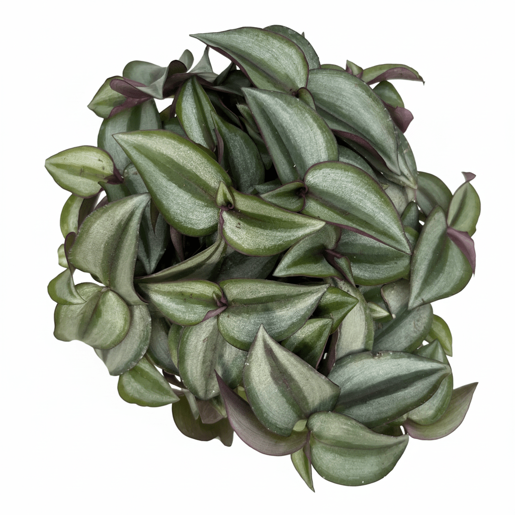 יהודי נודד רב שנתי קוטר 12 - רוטין (ירוק במרפסת לשעבר)