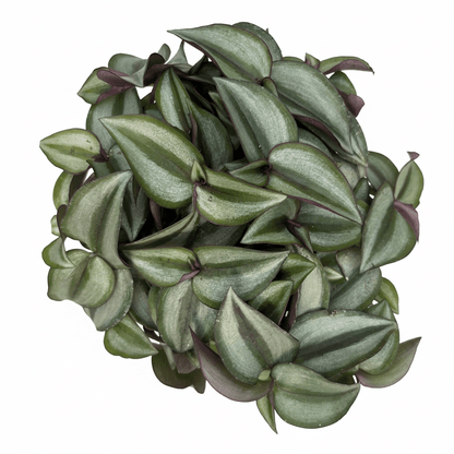 יהודי נודד רב שנתי קוטר 12 - רוטין (ירוק במרפסת לשעבר)