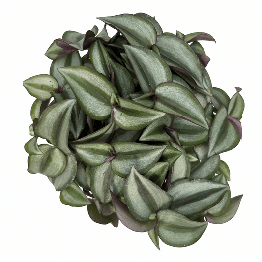 יהודי נודד רב שנתי קוטר 12 - רוטין (ירוק במרפסת לשעבר)