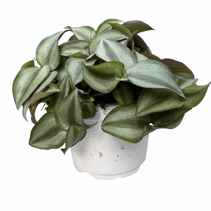 יהודי נודד רב שנתי קוטר 12 - רוטין (ירוק במרפסת לשעבר)