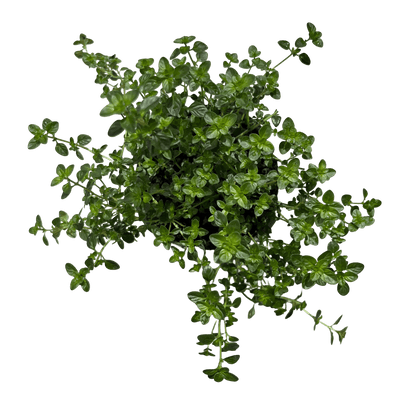 טימין - רוטין (ירוק במרפסת לשעבר)