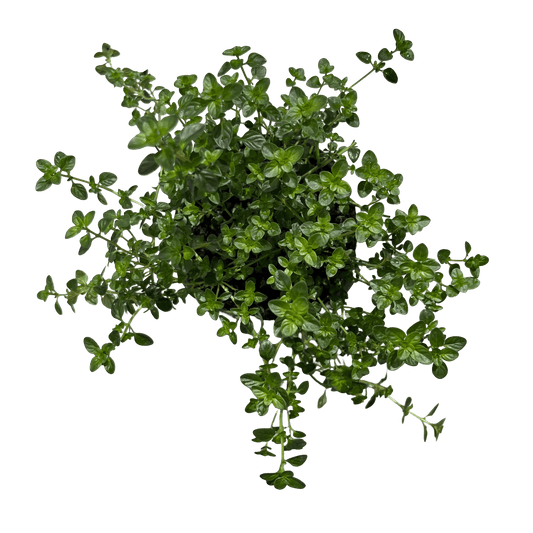 טימין - רוטין (ירוק במרפסת לשעבר)