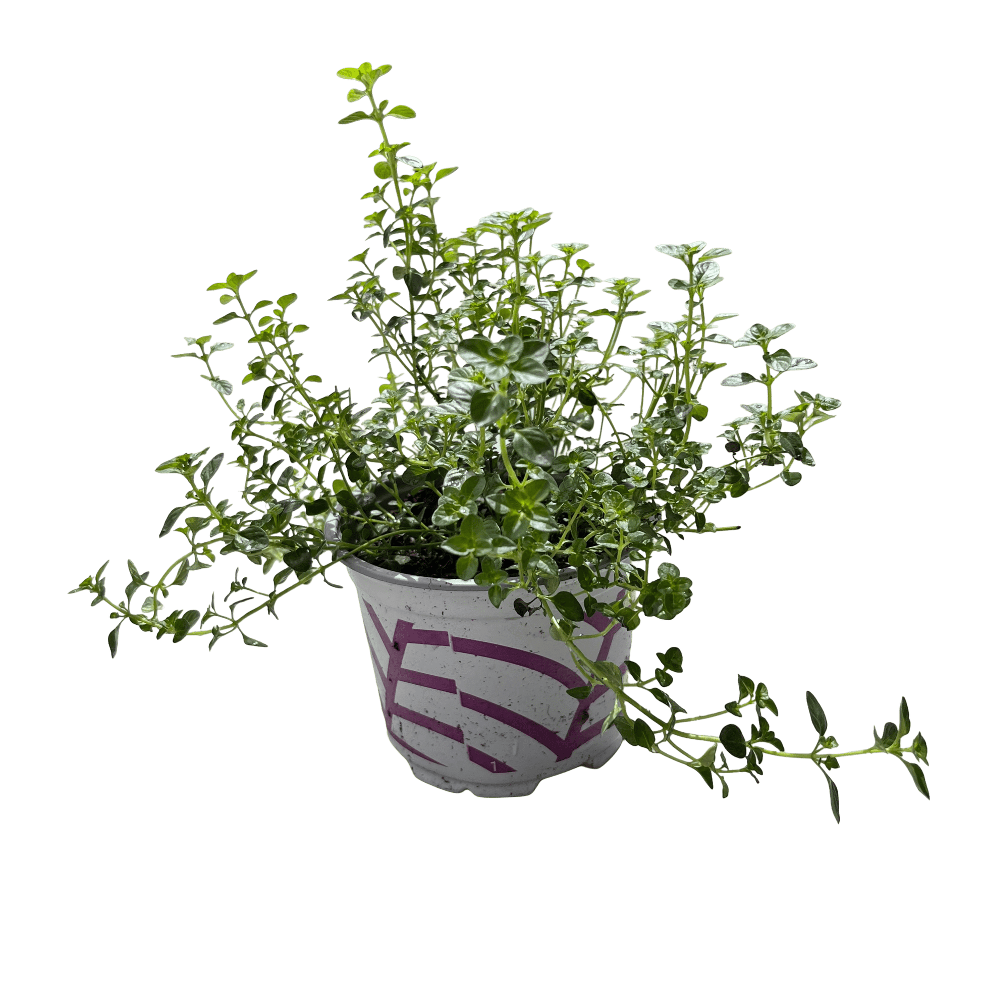 טימין - רוטין (ירוק במרפסת לשעבר)