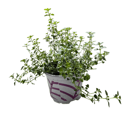 טימין - רוטין (ירוק במרפסת לשעבר)