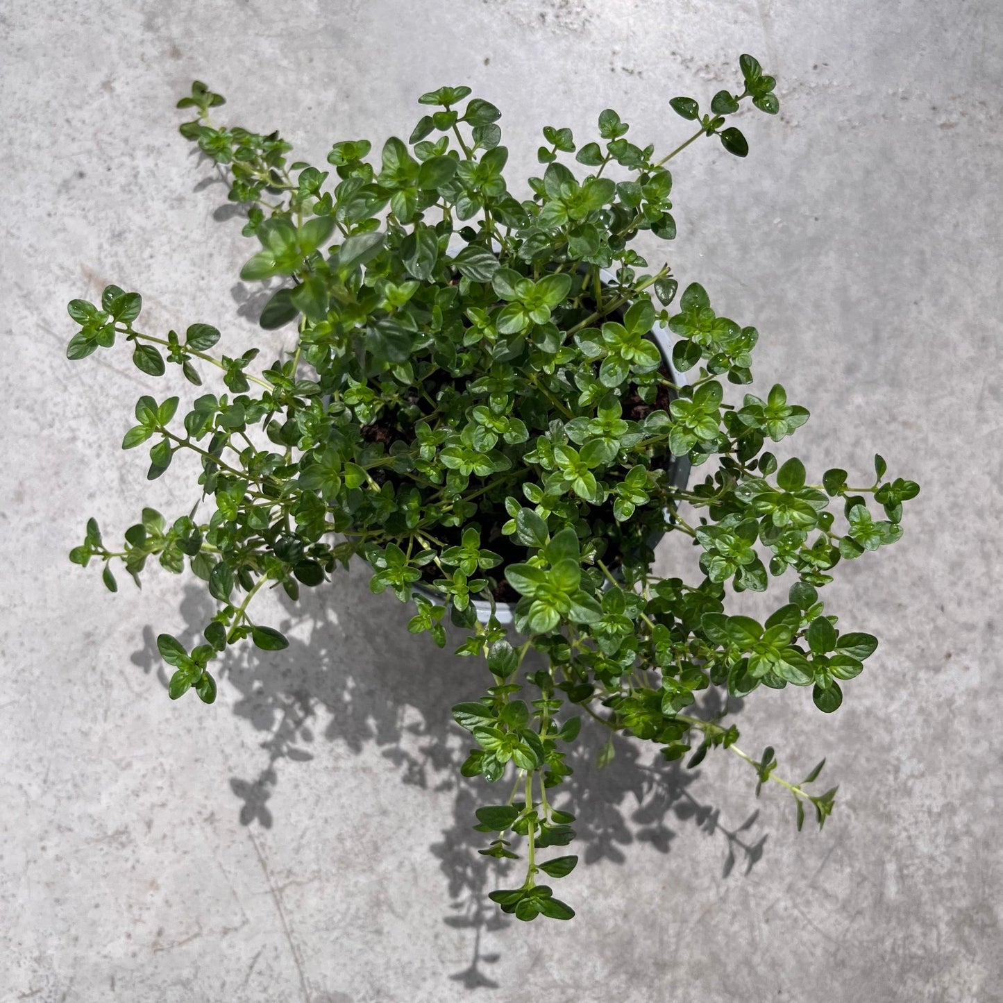 טימין - רוטין (ירוק במרפסת לשעבר)