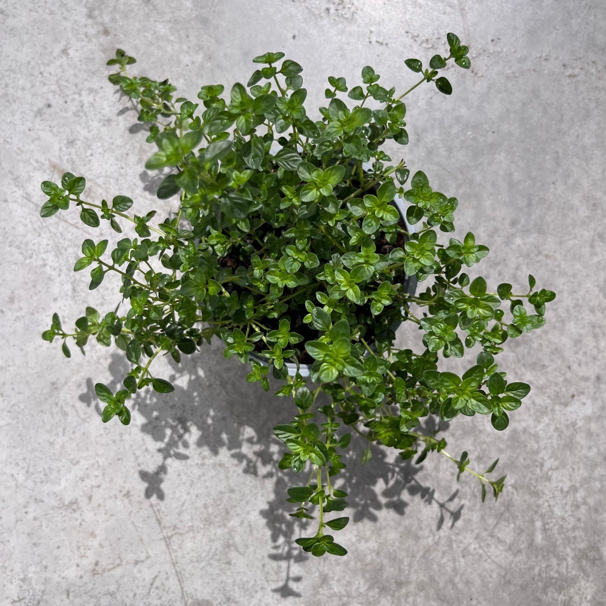 טימין - רוטין (ירוק במרפסת לשעבר)