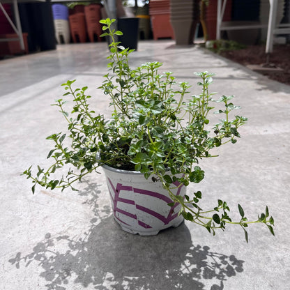 טימין - רוטין (ירוק במרפסת לשעבר)