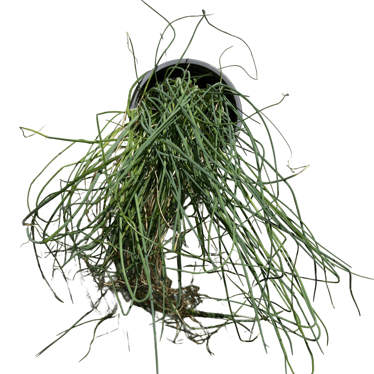 עירית - רוטין (ירוק במרפסת לשעבר)