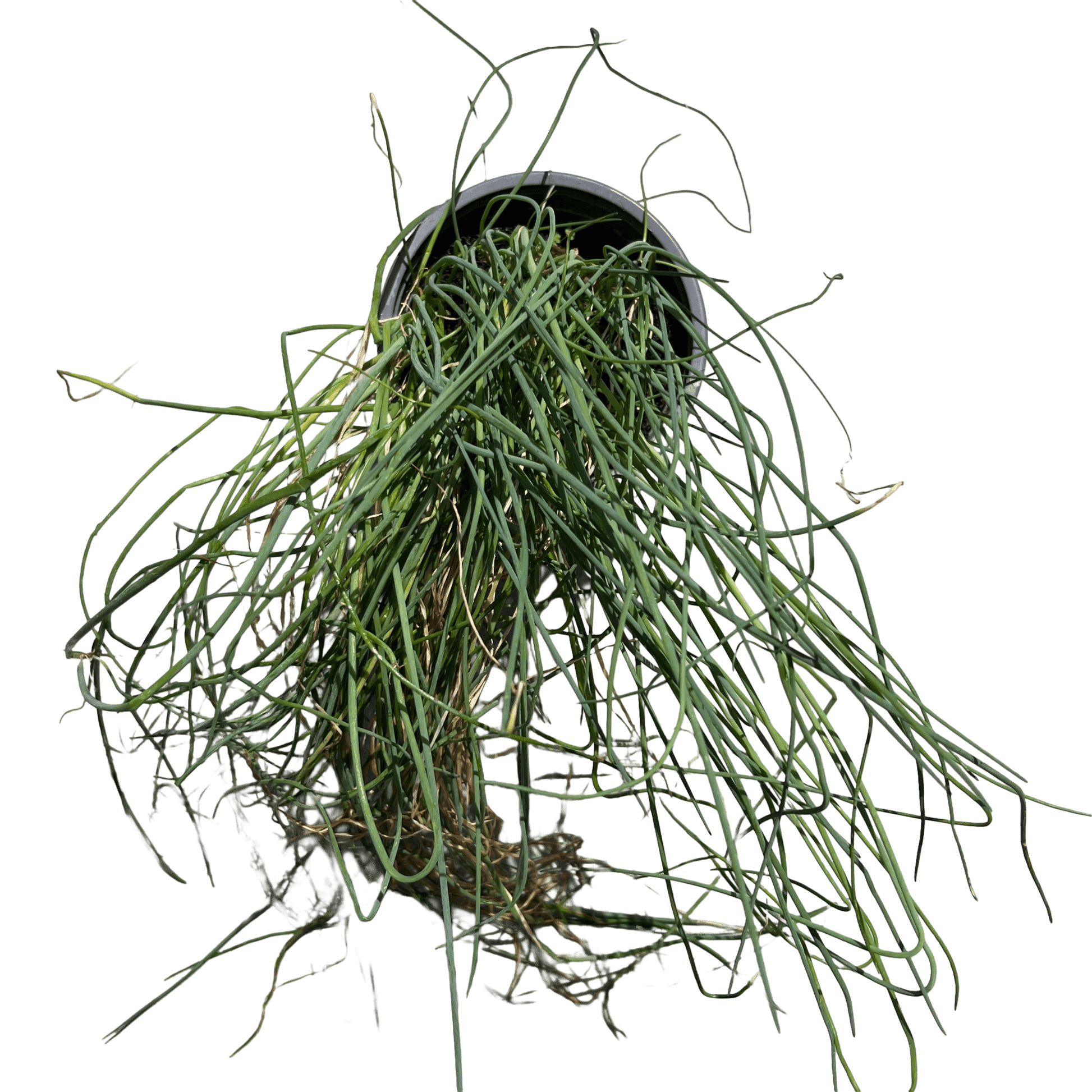 עירית - רוטין (ירוק במרפסת לשעבר)