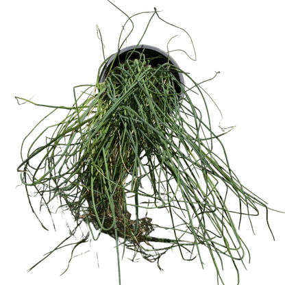 עירית - רוטין (ירוק במרפסת לשעבר)