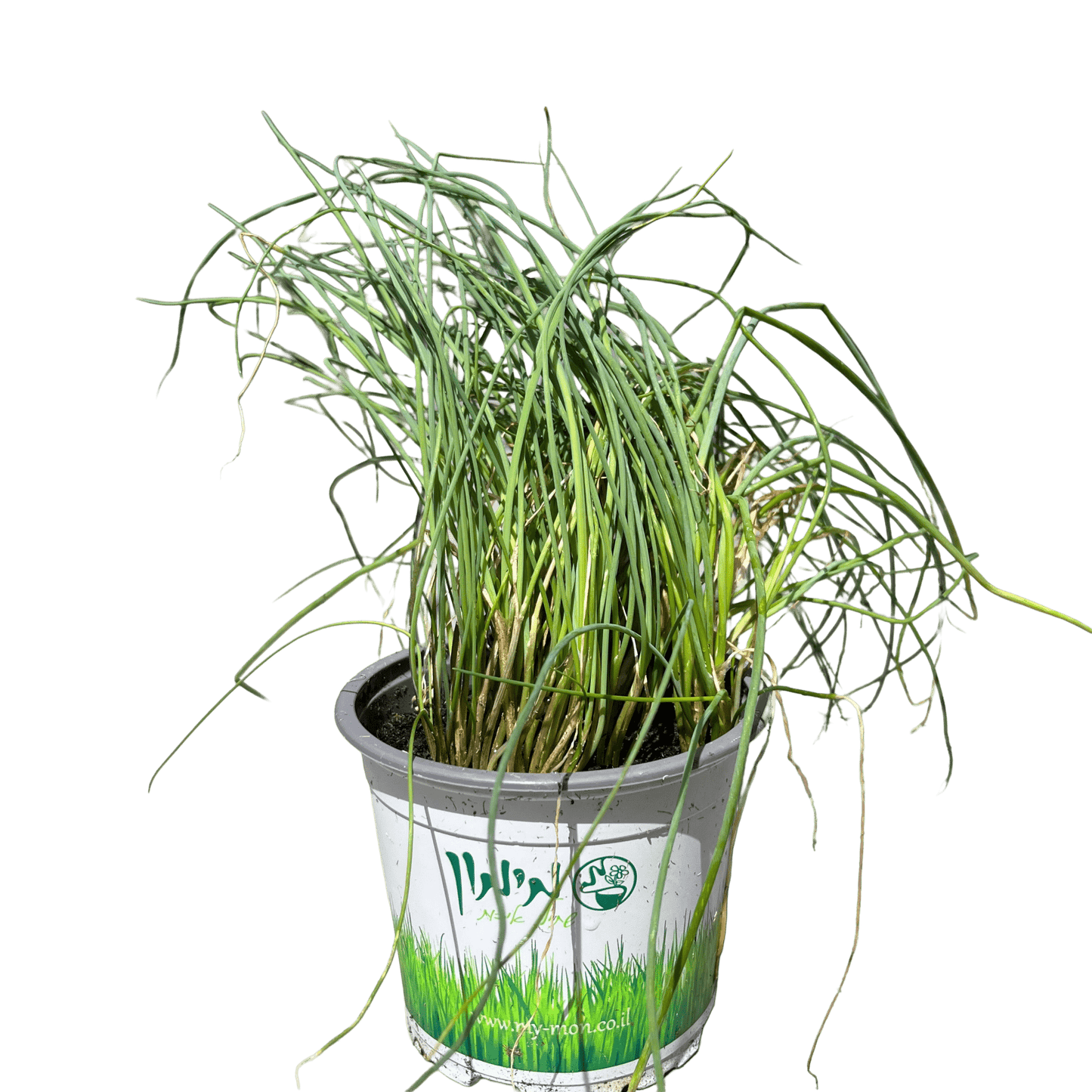 עירית - רוטין (ירוק במרפסת לשעבר)