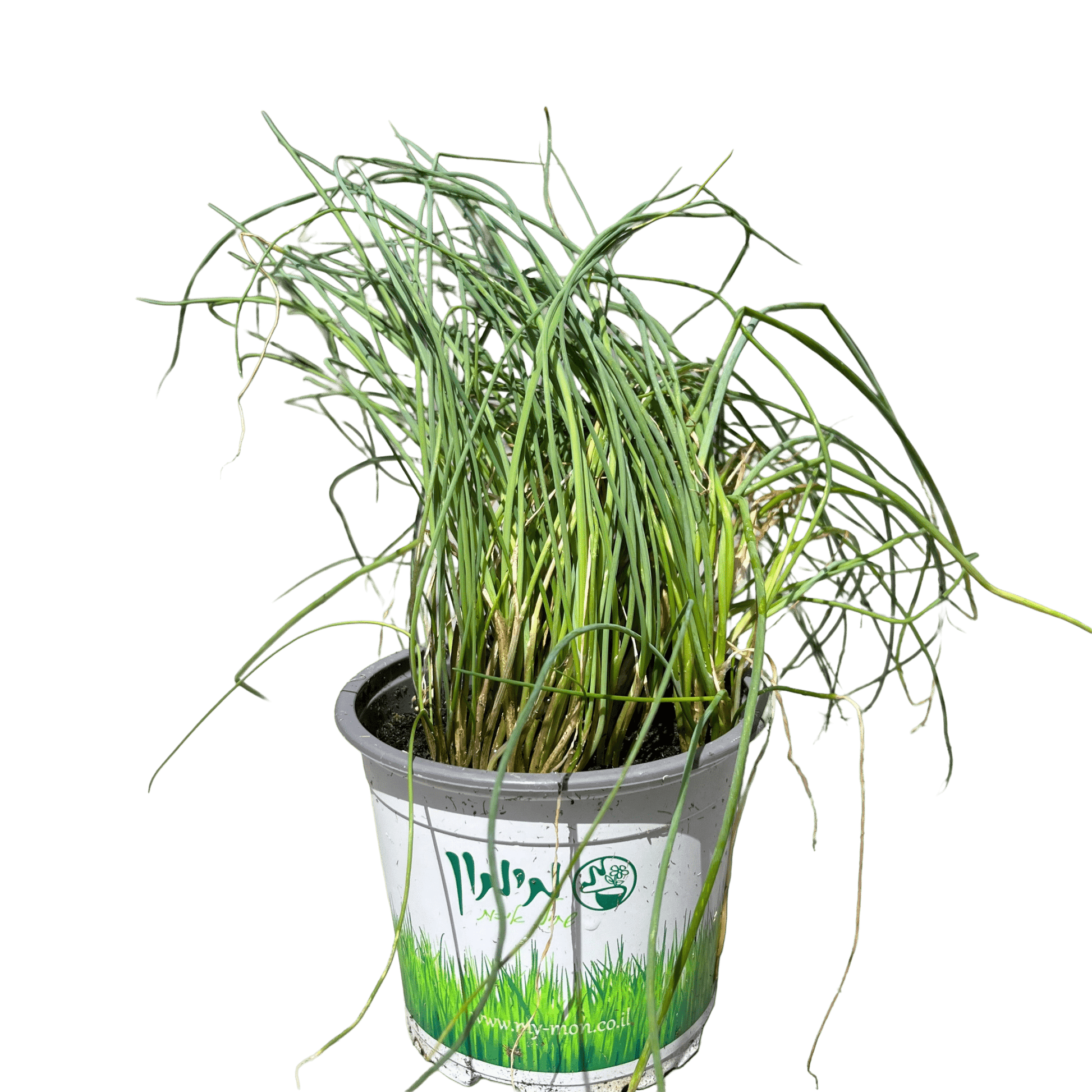 עירית - רוטין (ירוק במרפסת לשעבר)