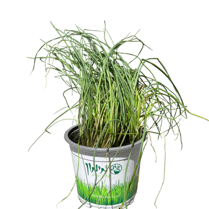 עירית - רוטין (ירוק במרפסת לשעבר)