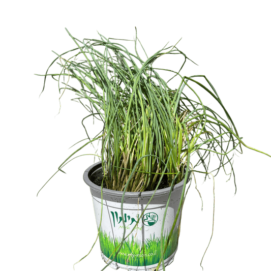 עירית - רוטין (ירוק במרפסת לשעבר)