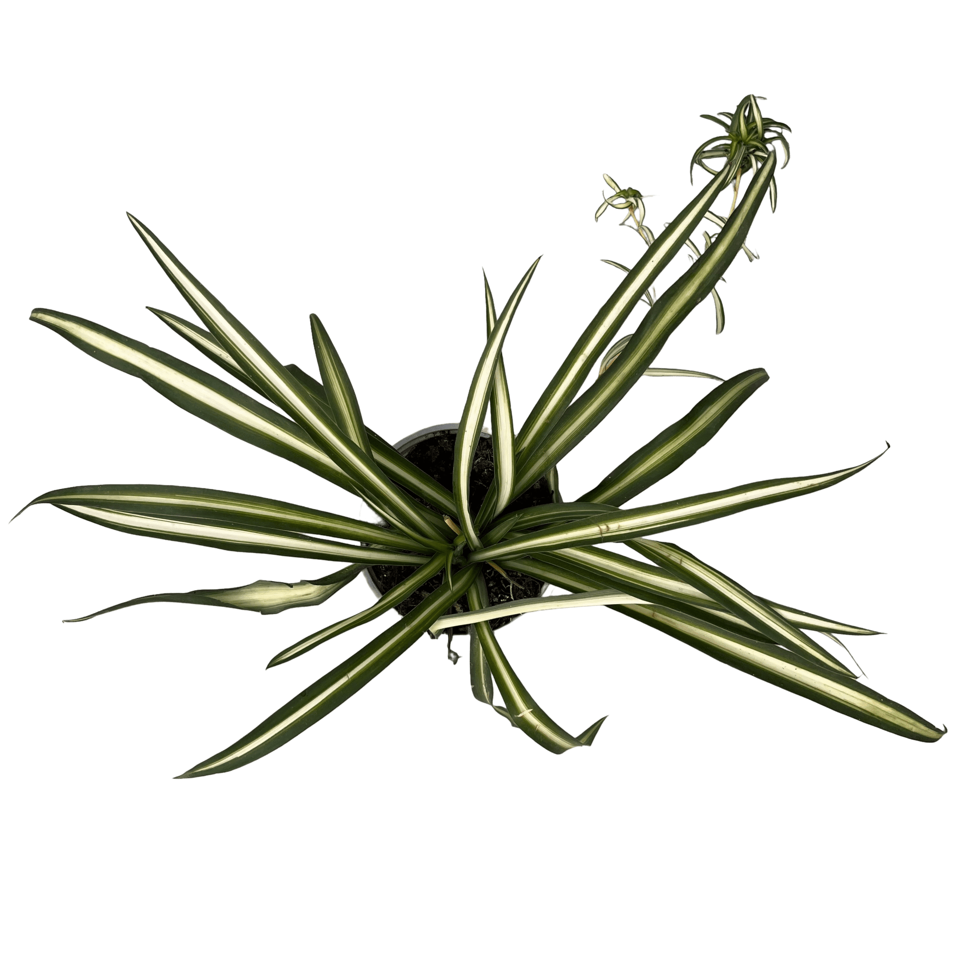 ירקה רב שנתי - רוטין (ירוק במרפסת לשעבר)