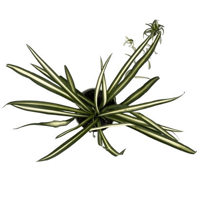 ירקה רב שנתי - רוטין (ירוק במרפסת לשעבר)