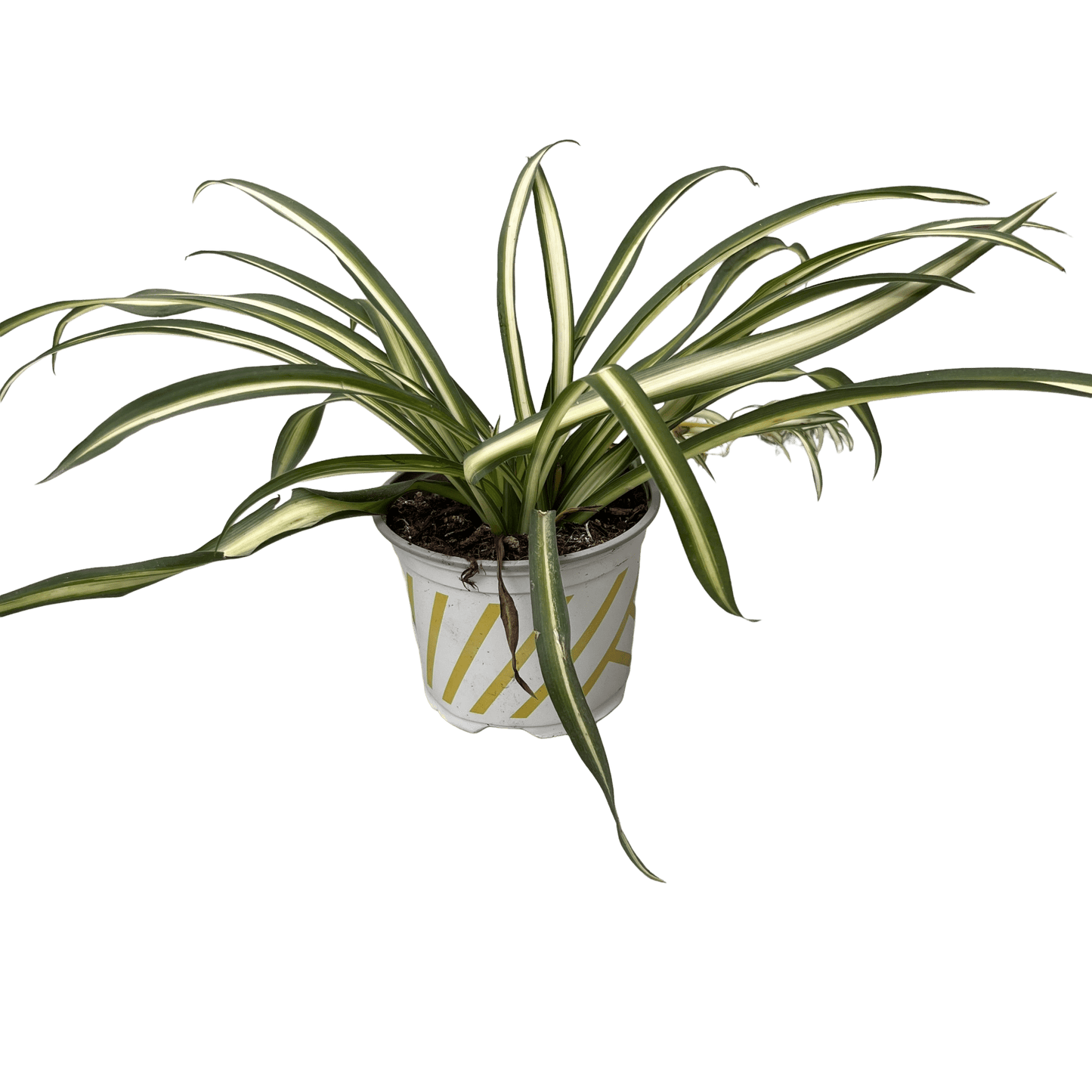 ירקה רב שנתי - רוטין (ירוק במרפסת לשעבר)